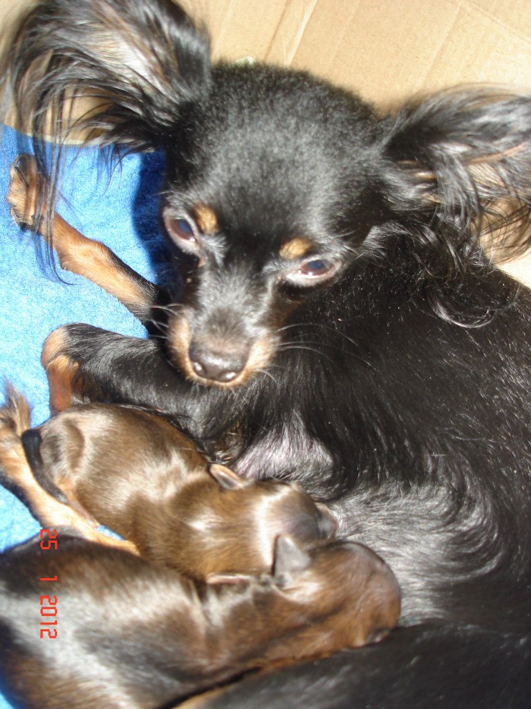 Светлана Самохвалова(Мелехина) | Санкт-Петербург