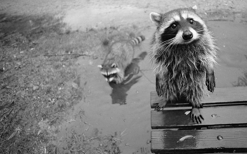 Сергей Головин GUTARA | Екатеринбург