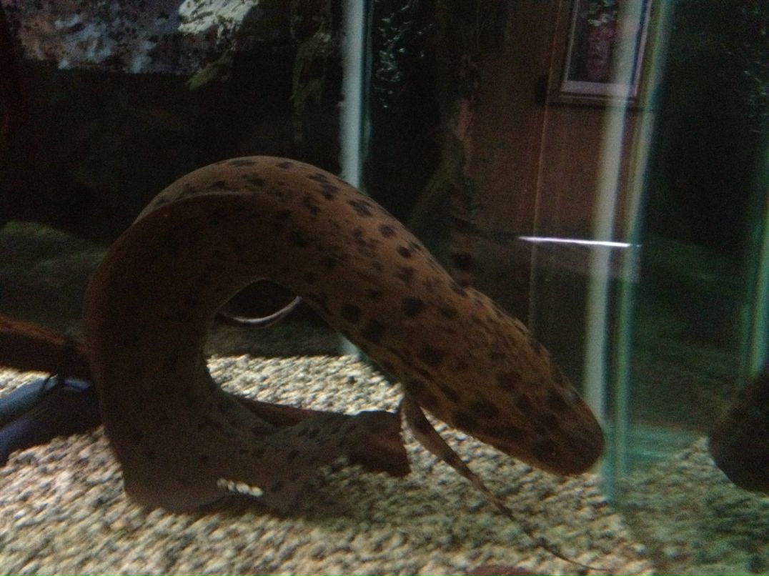 Andjuk Barnaw | Хайфа