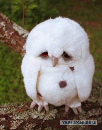 Оксана Черемісська | Львов