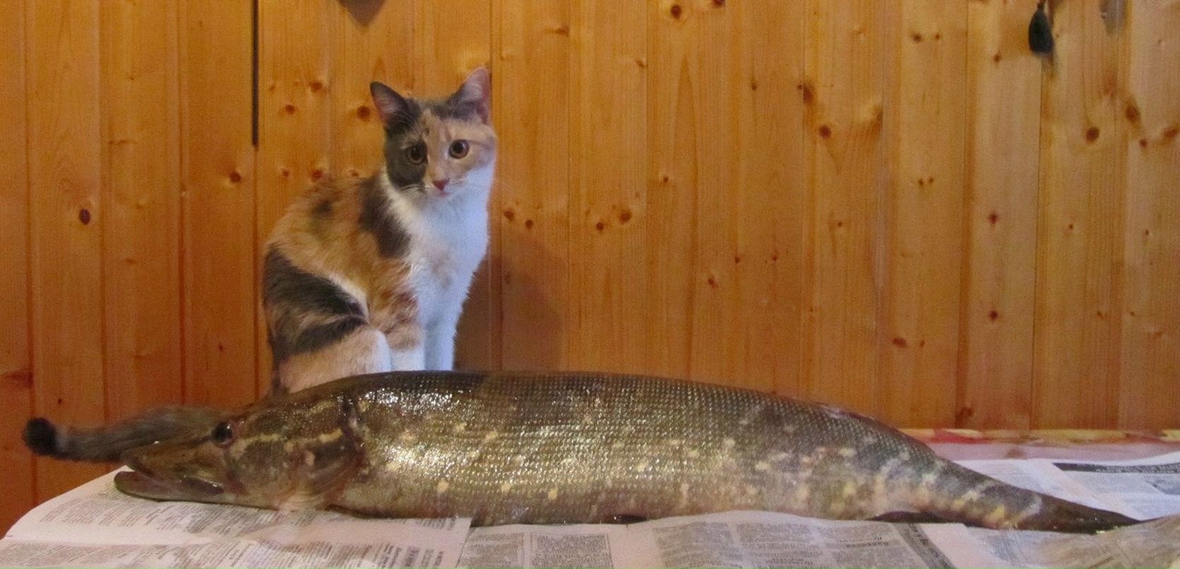 Катя Артёмова ~КаТёНаК~ | Одинцово