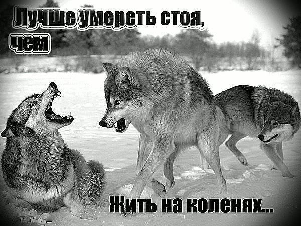 Олег Метелёв | Омск