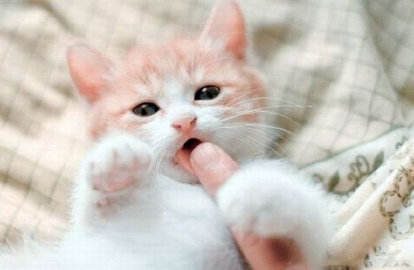 Светлана Иванова | Нижний Новгород