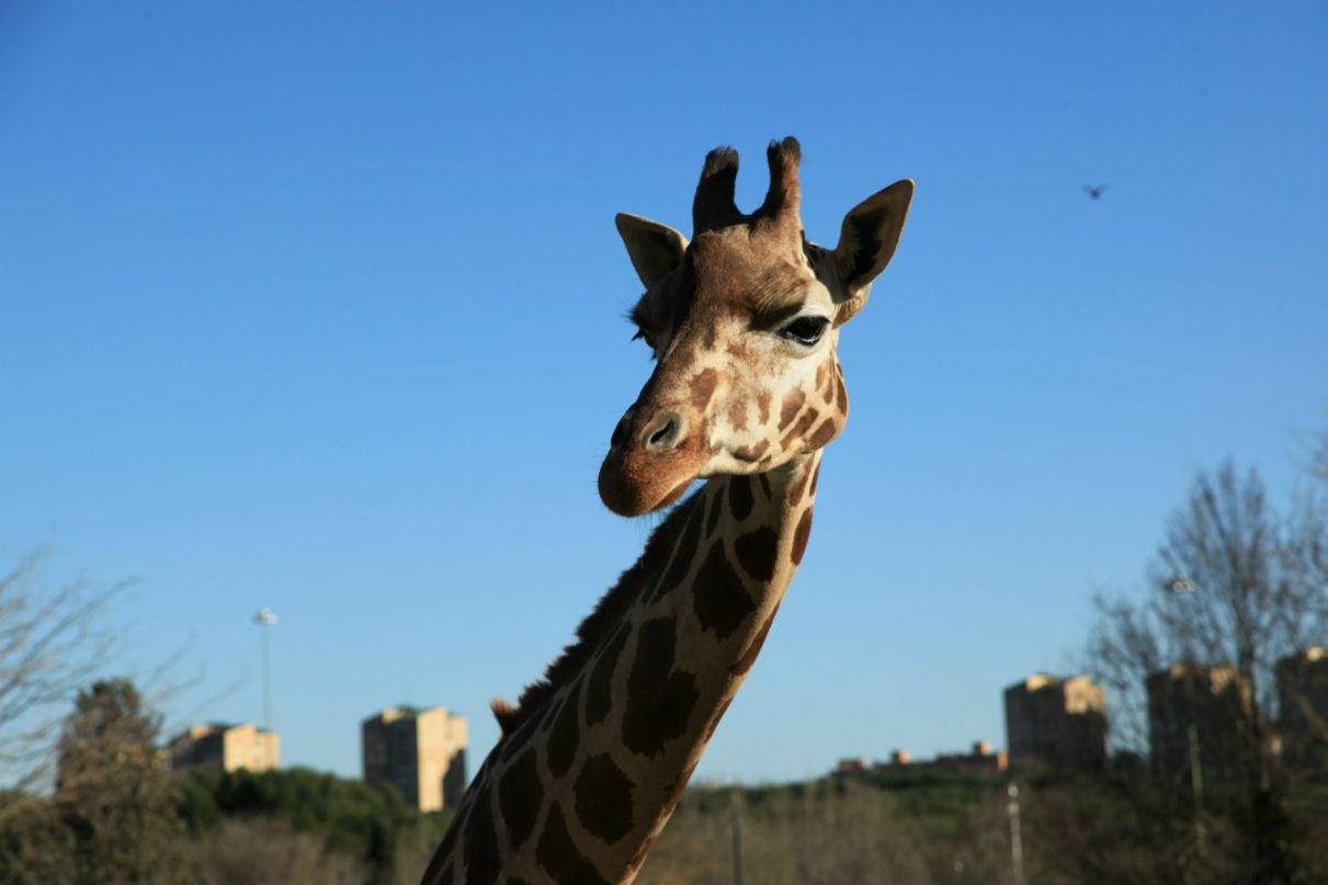 Кира Кучумова | Vigo