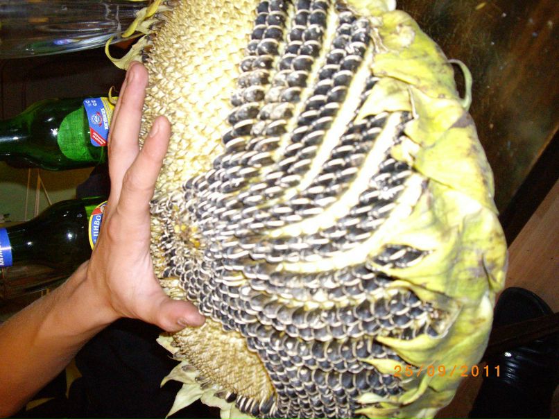 Вадим Грехов | Екатеринбург