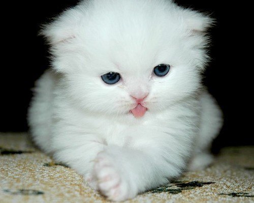 Наталья Перина | Москва