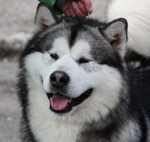 Александр Кашников | Москва