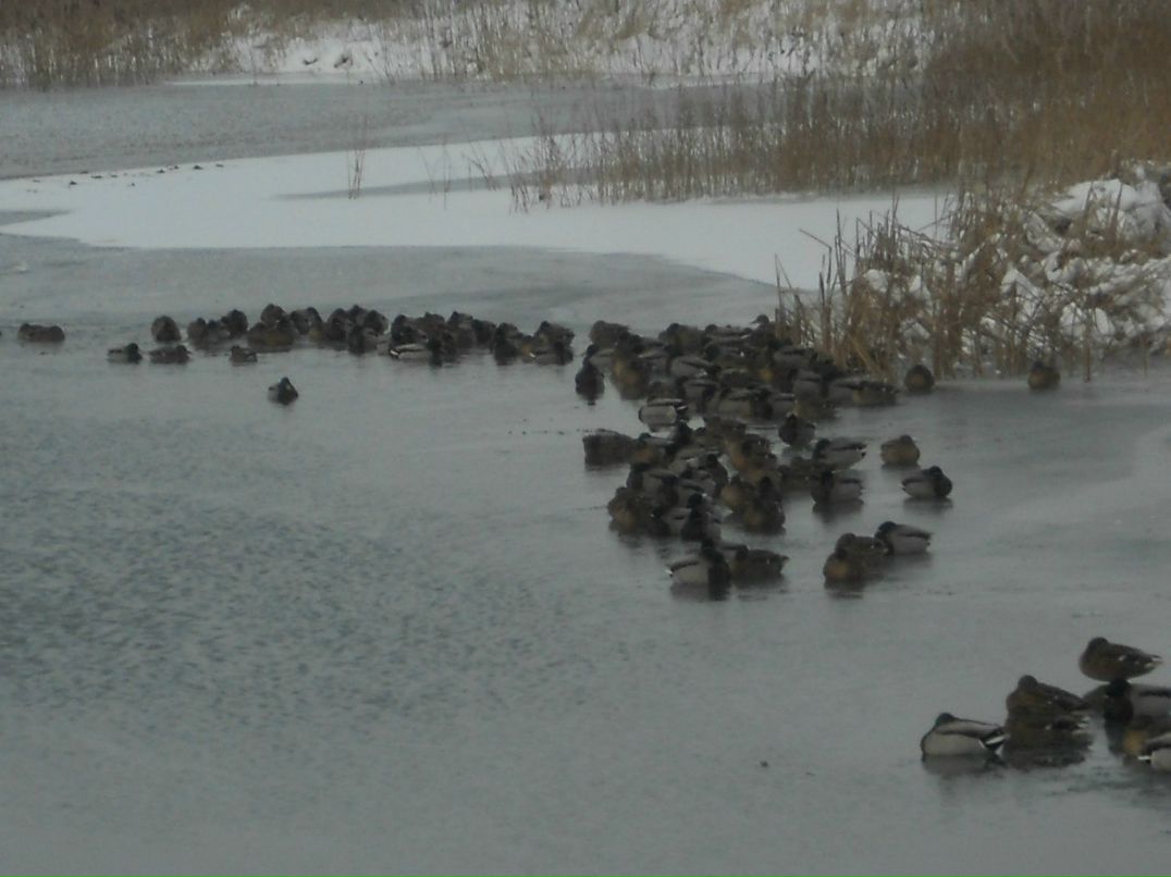 Таня Гранковская Царь- | Новоельня