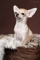 Александра Богатырева Белка | Екатеринбург