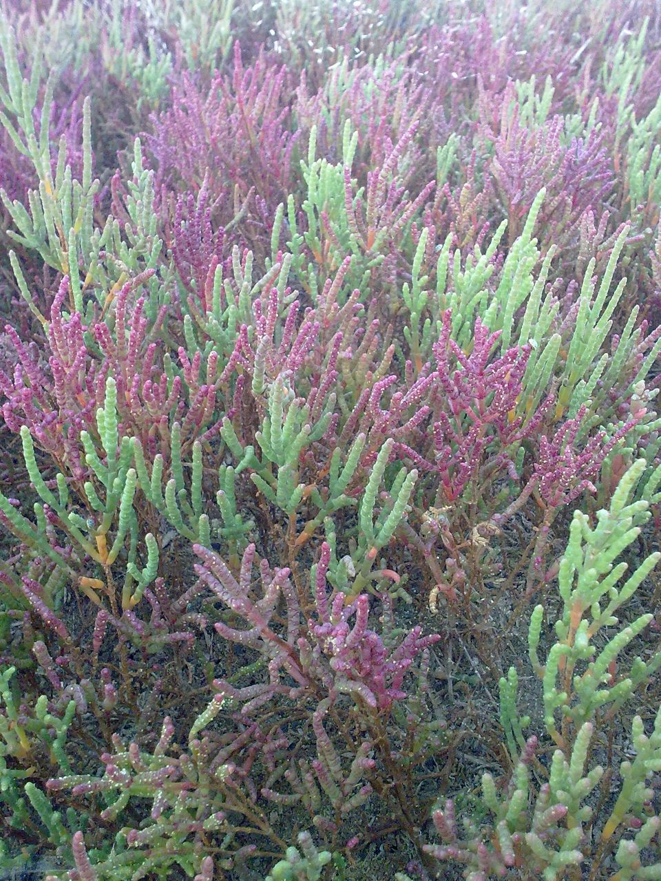 Юра Алешин | Мирный