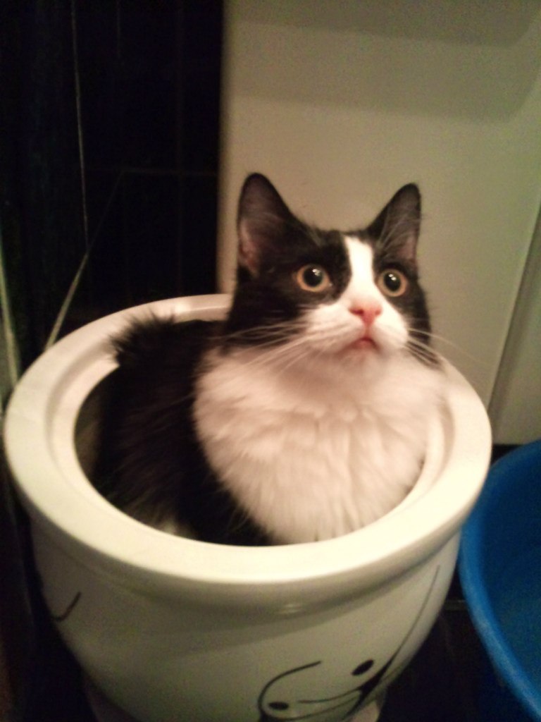 Стэллочка Станкониец | Санкт-Петербург