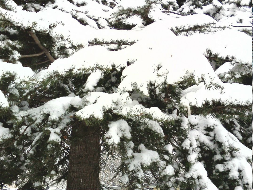 Захар Николаев | Ялта