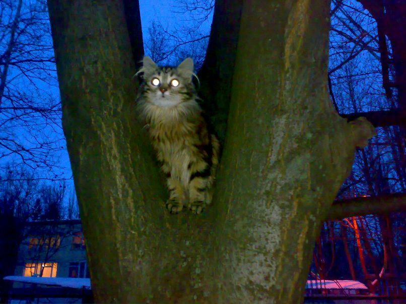 Света Вишневецкая | Николаев