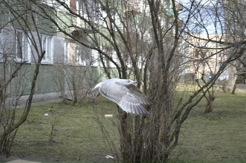 Denis Sitnikovs | Рига