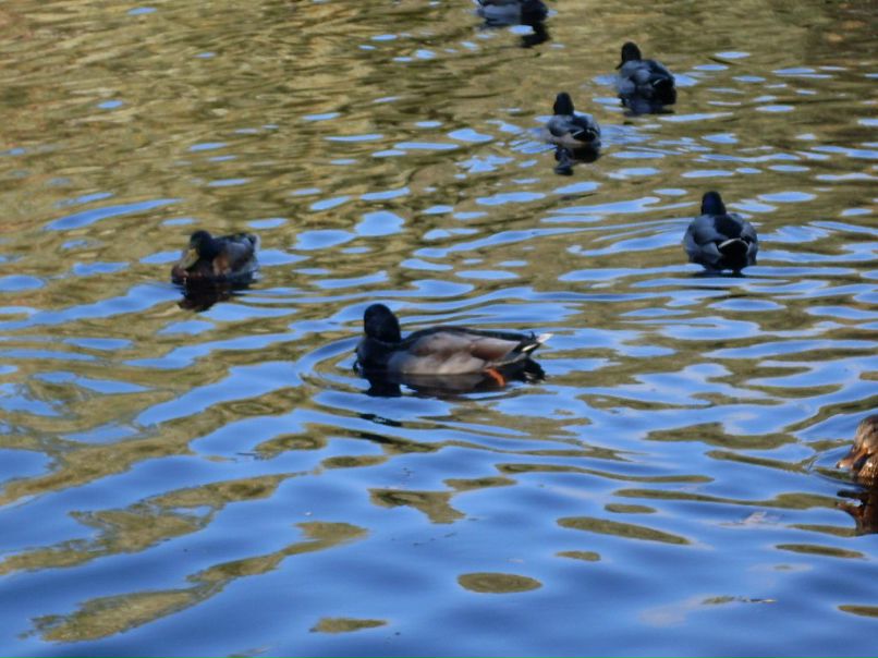 Ирина Архипова Владимировна | Псков