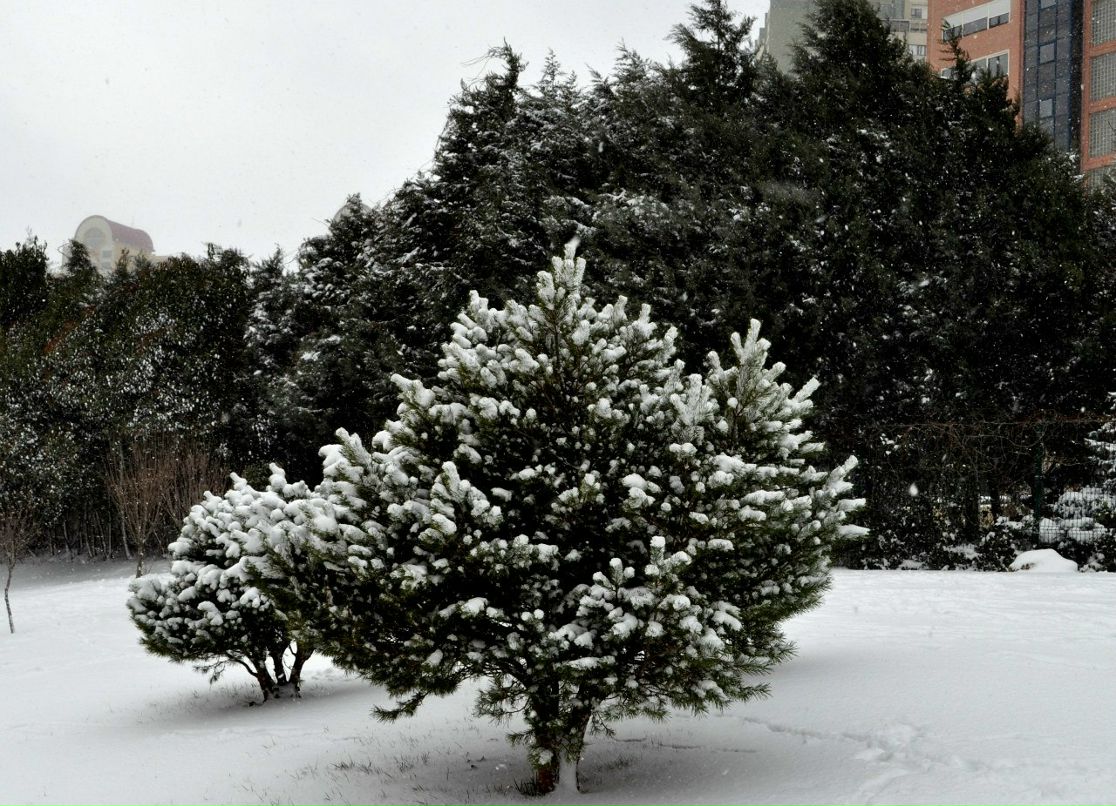 Марина Тимошенко | Киев