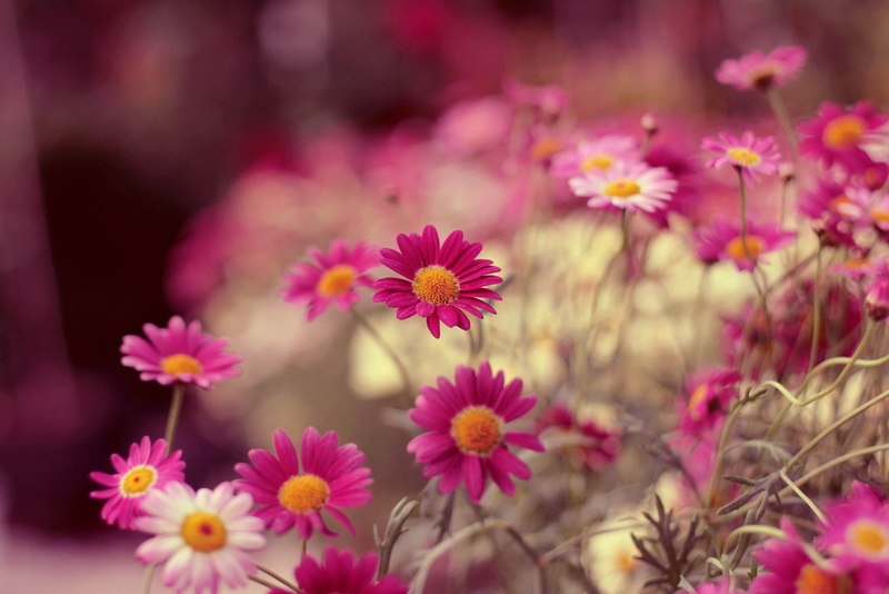 Просто Надя | 