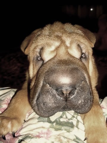 Денис Медовщиков | Красноярск