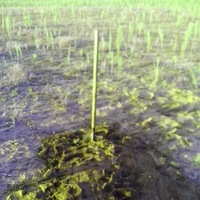 Легендарны Археалагічны Гурток БДУ Легендарны Археалагічны Гурток БДУ