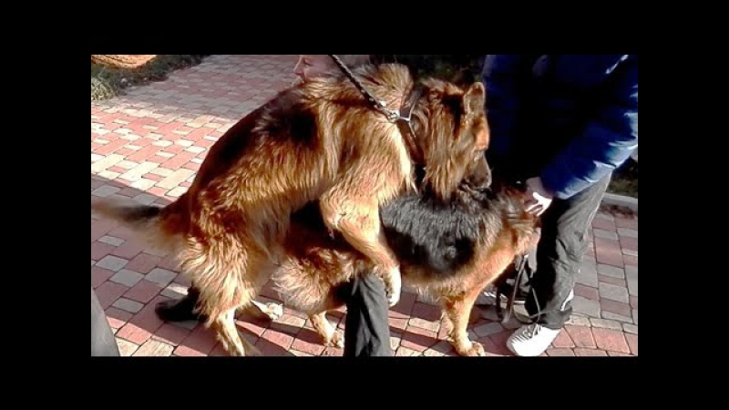 ВЯЗКА СОБАК с ИНСТРУКТОРОМ. Mating (pairing) German स भ ग . التزاوج