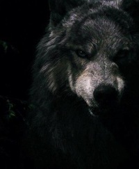 Николай Валерьевич