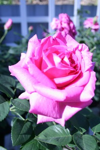 Ирина Петрова