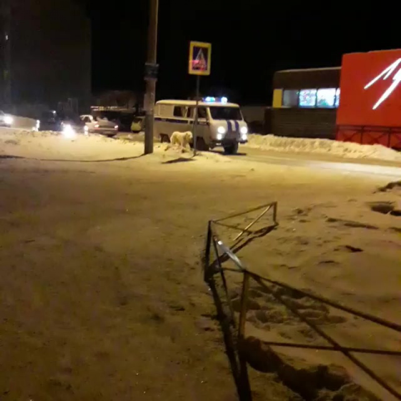 Алабай нападал на других псов. Алабай нападал на других псов.