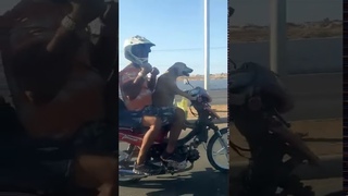 Песель байкер