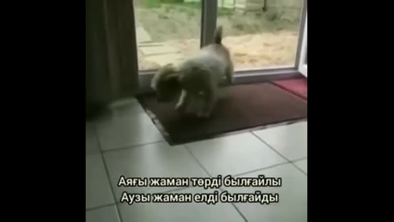 Ақылды күшік