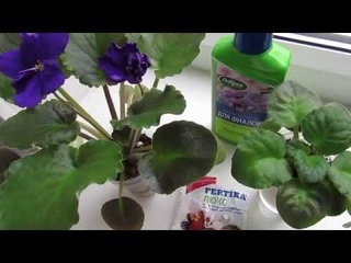 КАК УДОБРЯТЬ ФИАЛКИ НА ФИТИЛЕ!