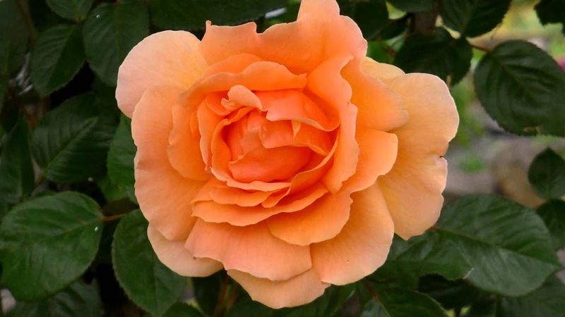 JANET TIFFANYS ROSE GARDENS ERNESTO CORTAZAR FOREVER YOU AND