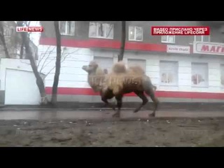 ПОБЕГ ВЕРБЛЮДА!!! Перед побегом из зоопарка Уфы медведица загрызла своего медвежонка.