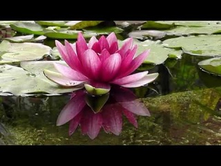 Как посадить Кувшинку(Нимфею) из магазина - фильм Ольги Пряниковой