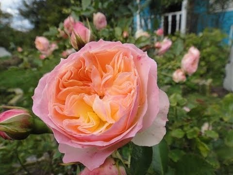 Нежная Красавица РОЗА PASTELLA(ПАСТЕЛЛА), немецкий питомник