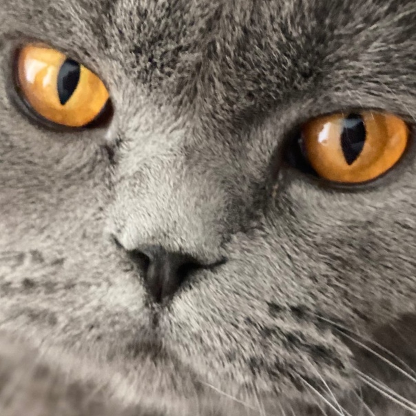 Андрей Арустамов