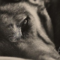 Андрей Ман | 