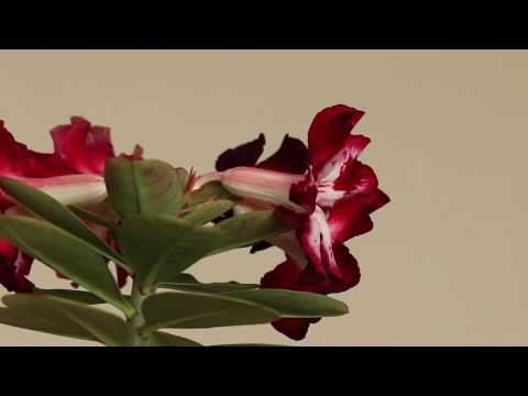 Adenium Blackened