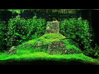 Aquascape Peace River SETUP to 6 Months Growth | 130 L