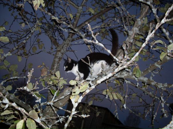 №4, Елена Глушкова №4, Елена Глушкова