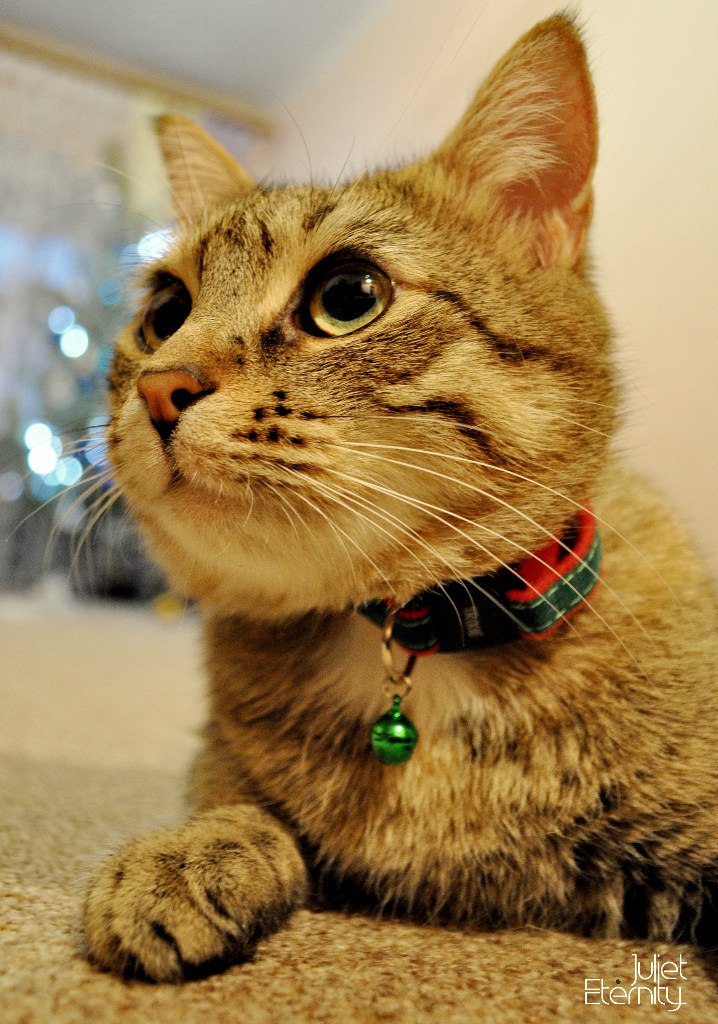 Юля Королец | Харьков