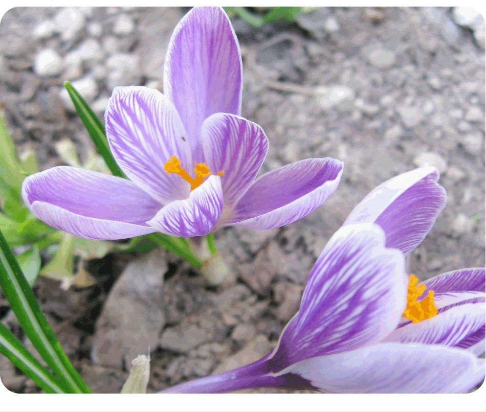 Надя Цыкалюк | 