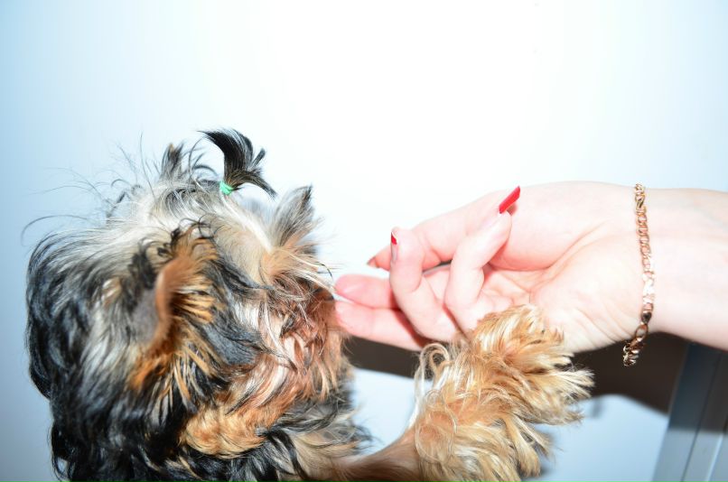 Виталий Вешкин iostream | Макеевка