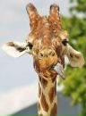 №5 Алена Королева 04.08.1990: профиль, фото, статус - ВКонтакте
