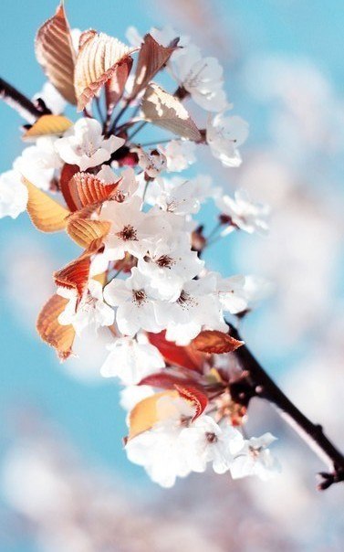 Аліна Бруяка | Киев