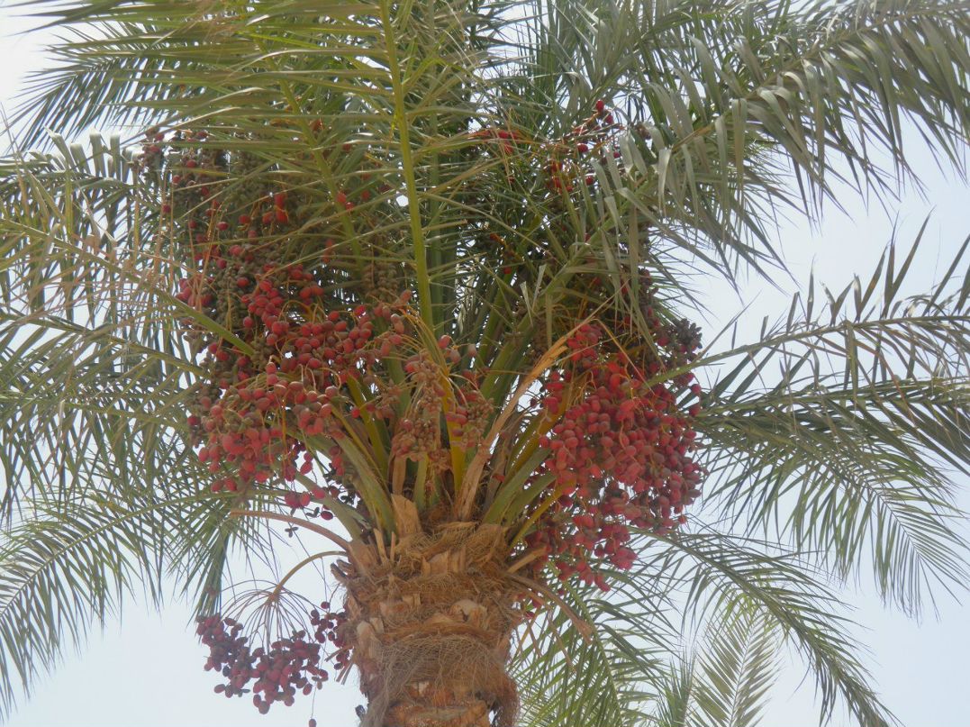 Алексей Фёдоров | Гдов