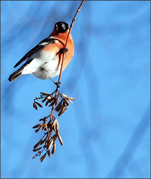 Сабина Швец | Москва