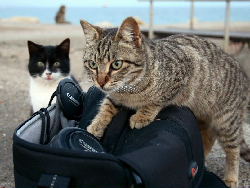 Дмитрий Воловик | Санкт-Петербург