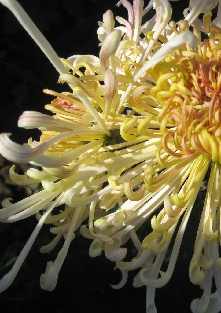 Елена Романенко | Симферополь