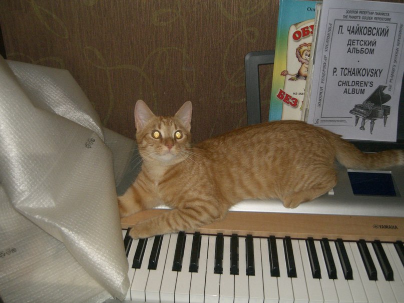 Виталий Кульчицкий | Санкт-Петербург