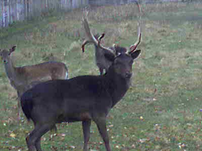 №96, Леся Смирнова, Чернигов №96, Леся Смирнова, Чернигов